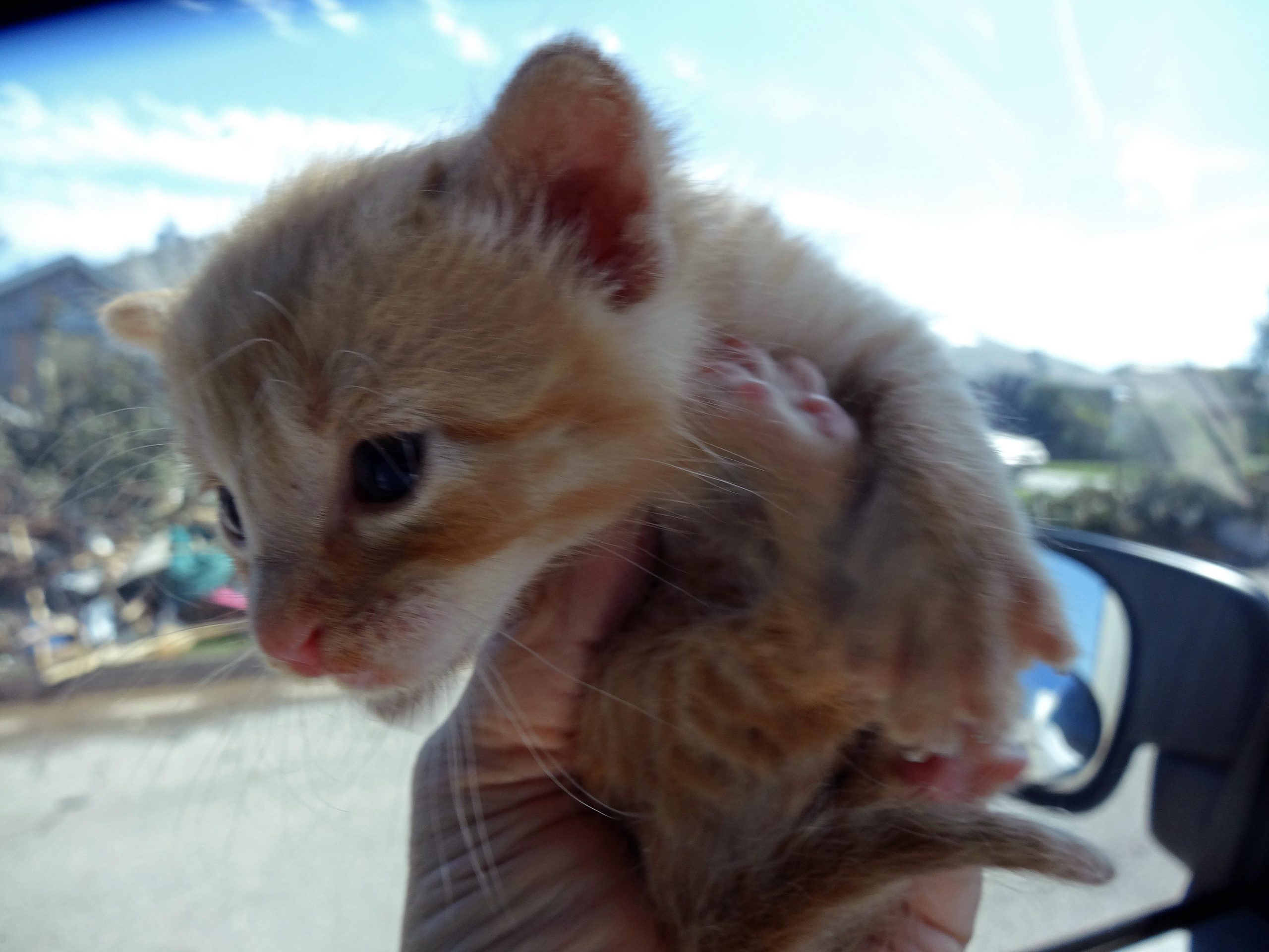 Kitten rescued from rubble